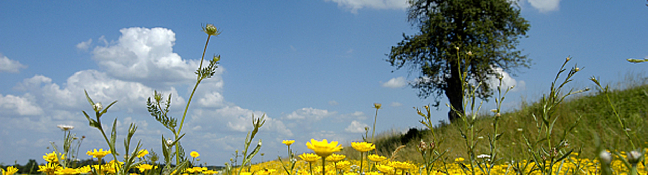 Header Bild